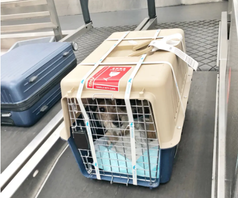 克拉玛依宠物托运 宠物托运公司 机场宠物托运 宠物空运